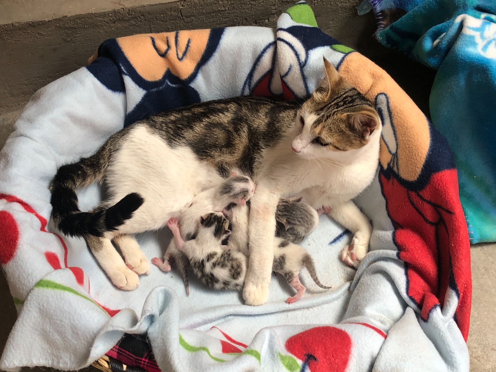 A mother cat nursing newborn kittens in a padded basket.