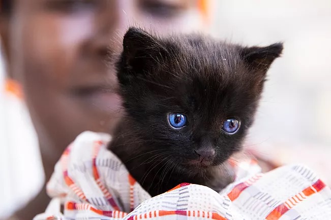 A small black kitten wrapped in patterned cloth.