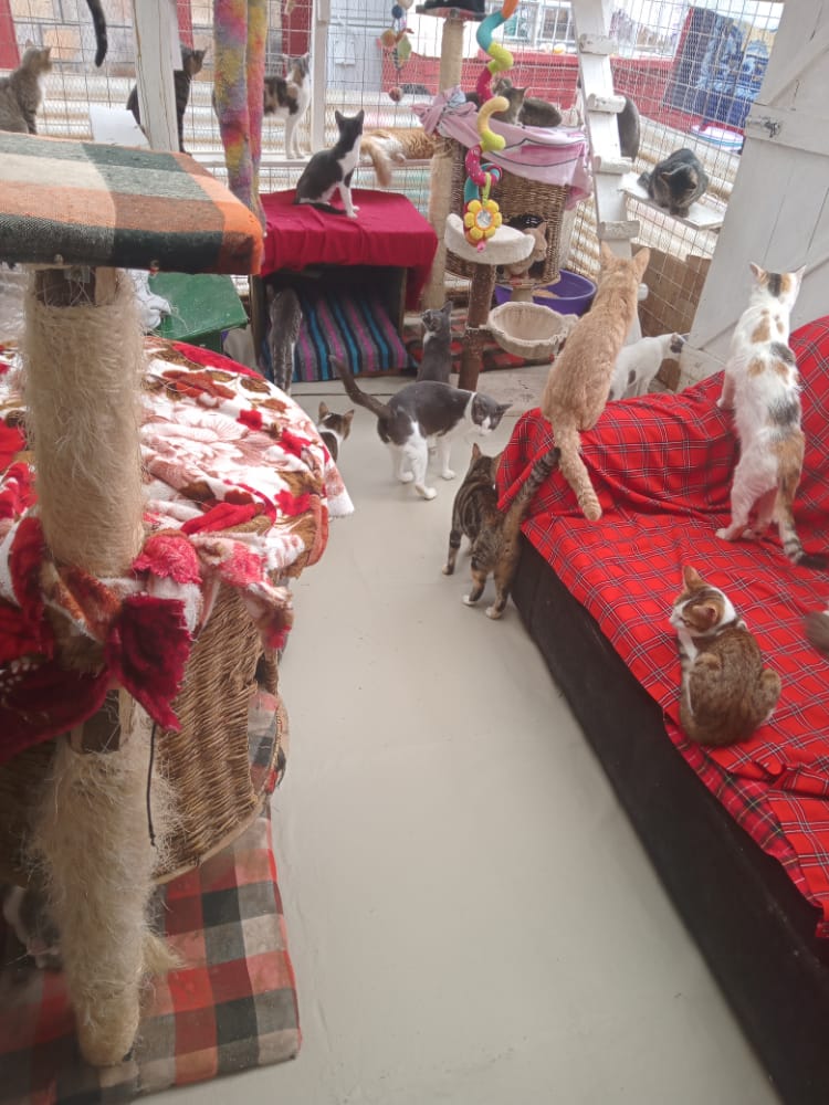 Multiple cats exploring an indoor sanctuary room with beds and climbing furniture.
