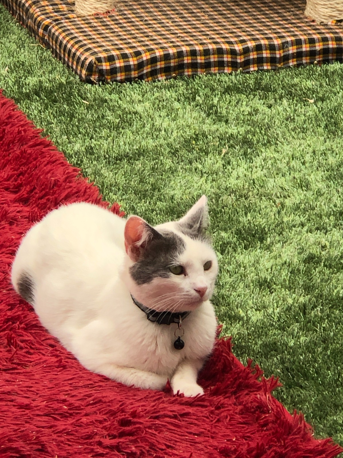 A white-and-grey cat resting on a red rug beside artificial grass.